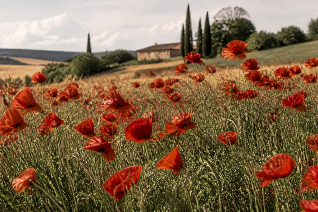 Coquelicot : semis, floraison et entretien au jardin. Photographie éditoriale de pizza artisanale.